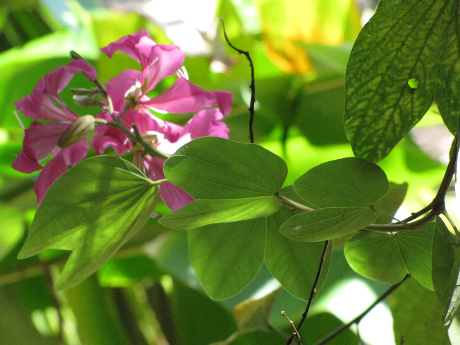 Hong Kong Orchid Tree (Bauhinia X Blakeana) — The Hong Kong Orchid Tree (Bauhinia x blakeana) is a sterile hybrid; this deciduous tree typically, image 70