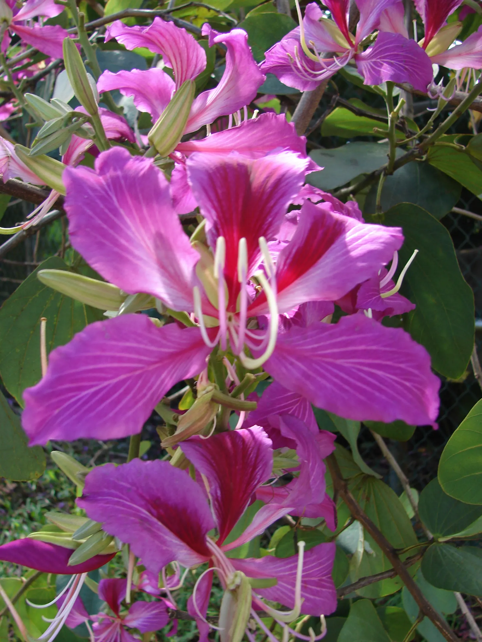 Hong Kong Orchid Tree (Bauhinia X Blakeana) — The blossoms are varied shades of magenta and purple; and they emerge on bare branches, image 108