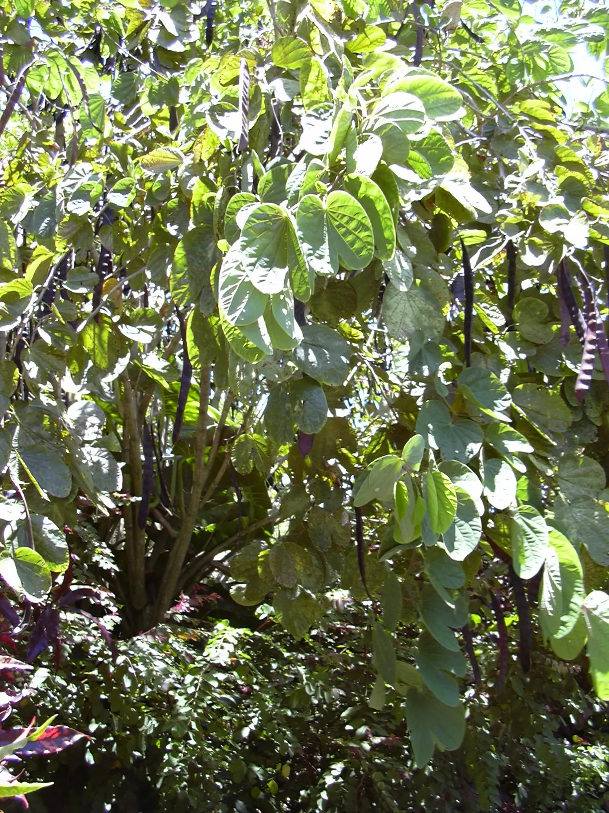 Hong Kong Orchid Tree (Bauhinia X Blakeana) — Prefers well-drained soils and full sun to partial shade; the blossoms are varied shades of magenta, image 75