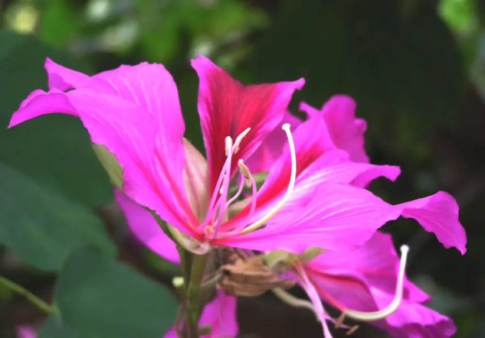Hong Kong Orchid Tree (Bauhinia X Blakeana) — one of its common names is the 'Butterfly Tree.'<br><br>From late fall to early spring; orchid-like, image 60