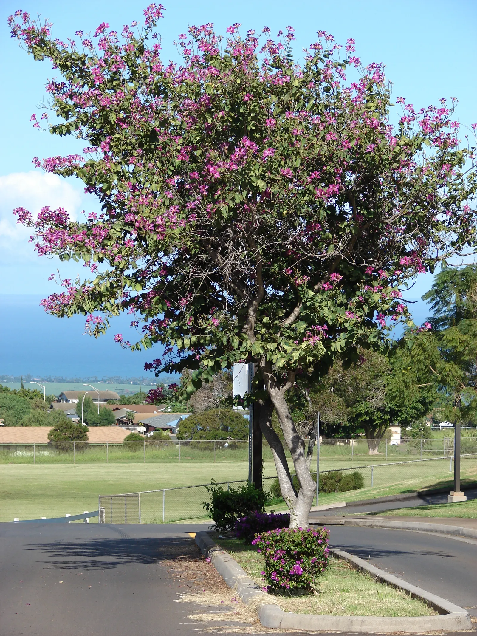 Hong Kong Orchid Tree (Bauhinia X Blakeana) — this hybrid is sterile and does not produce viable seeds; heart-shaped leaves add a lush backdrop, image 103