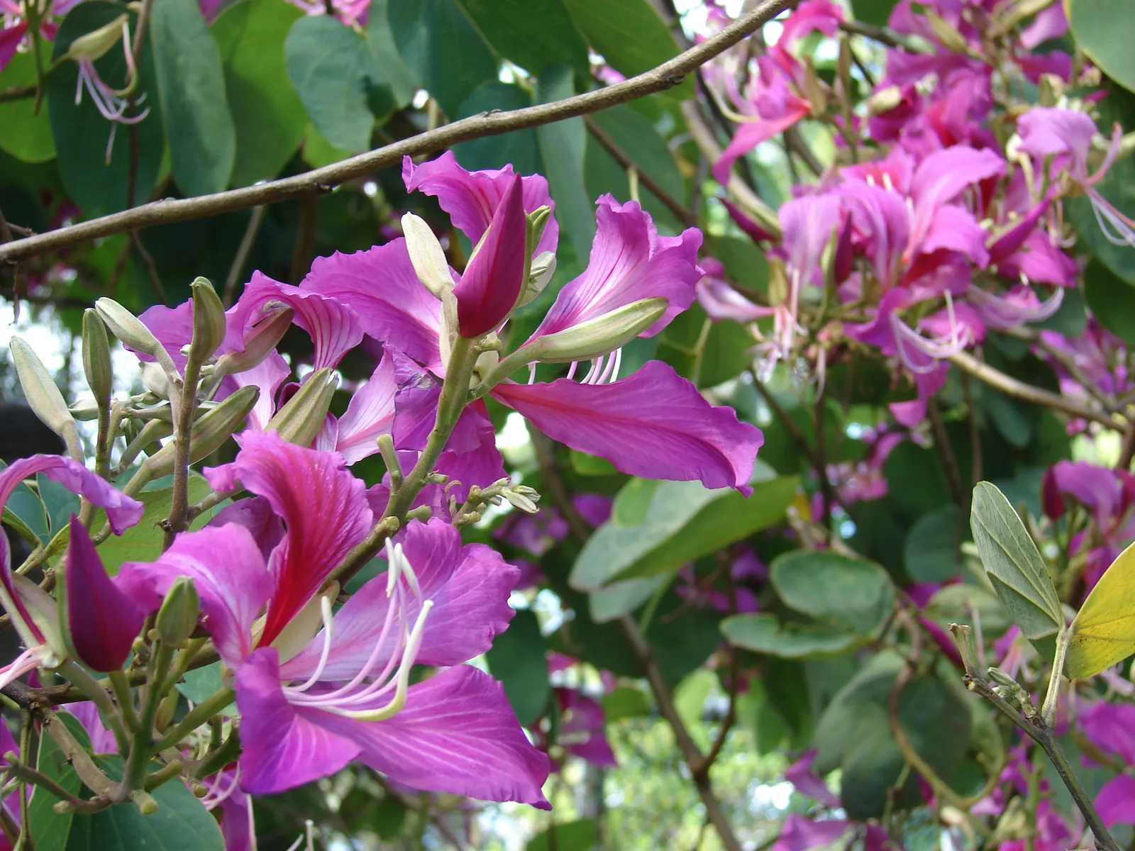 Hong Kong Orchid Tree (Bauhinia X Blakeana) — Originating from the hilly regions of Hong Kong; pink flowers in the garden
