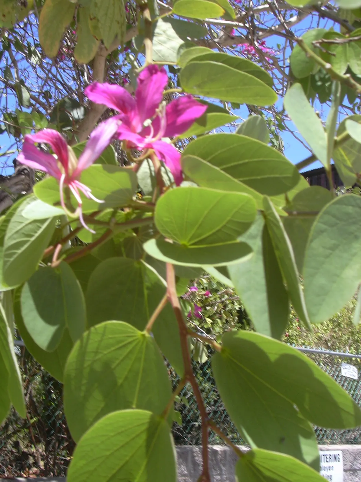 Hong Kong Orchid Tree (Bauhinia X Blakeana) — Heart-shaped leaves add a lush backdrop; semi-deciduous tree celebrated for its splendid floral display and