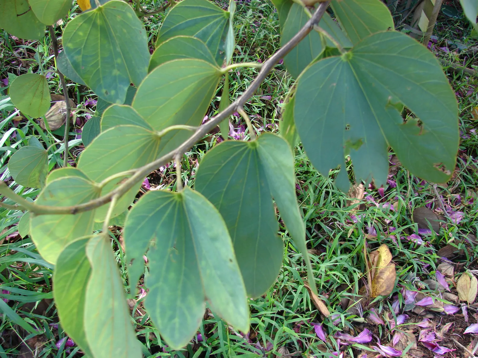 Hong Kong Orchid Tree (Bauhinia X Blakeana) — orchid-like flowers that bloom from November to March