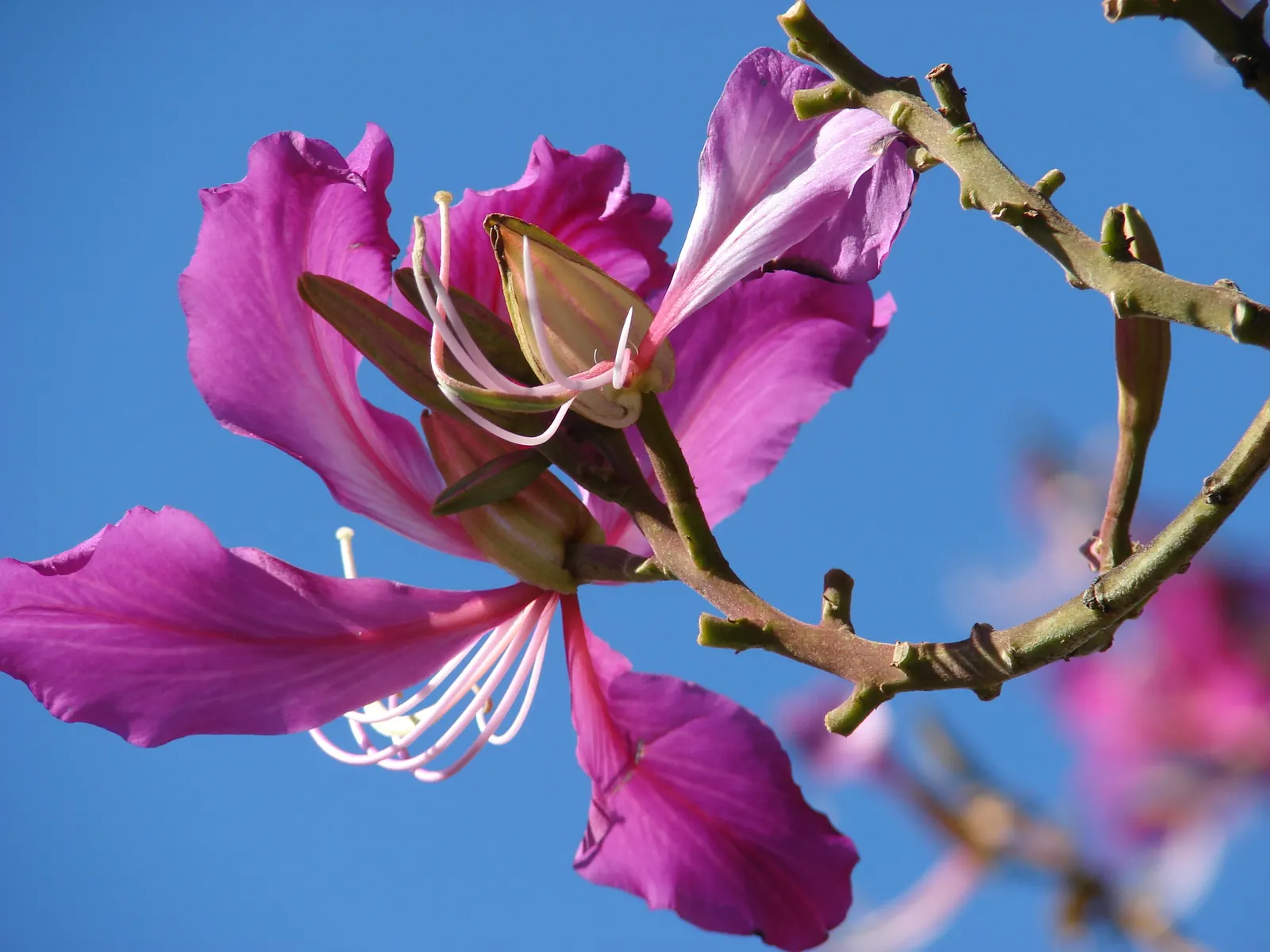 Hong Kong Orchid Tree (Bauhinia X Blakeana) — Prefers well-drained soils and full sun to partial shade