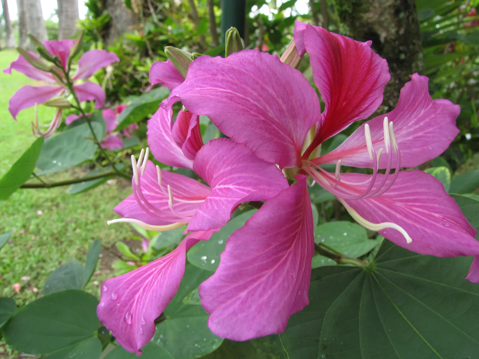 Hong Kong Orchid Tree (Bauhinia X Blakeana) — mainly to remove dead wood and maintain a clean shape.<br><br>When advising clients