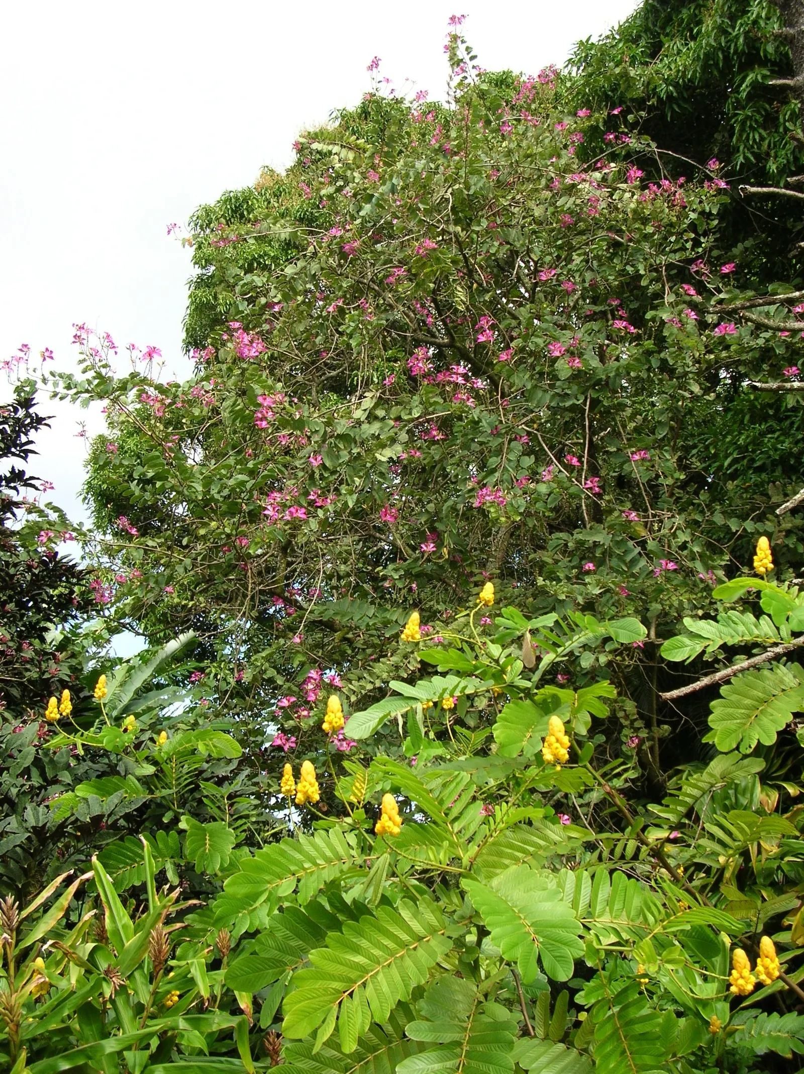 Hong Kong Orchid Tree (Bauhinia X Blakeana) — and they emerge on bare branches; the Hong Kong Orchid Tree (Bauhinia x blakeana) is a sterile hybrid, image 86