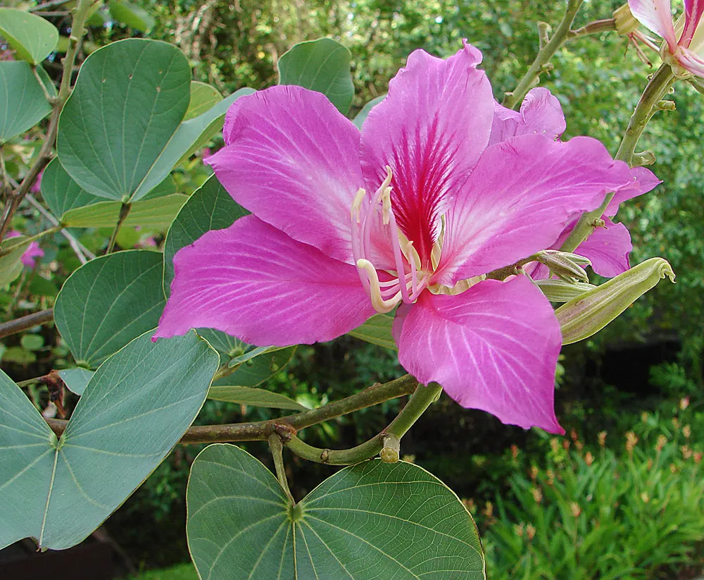 Hong Kong Orchid Tree (Bauhinia X Blakeana) — orchid-like flowers that bloom from November to March; creating a vivid contrast against the grey