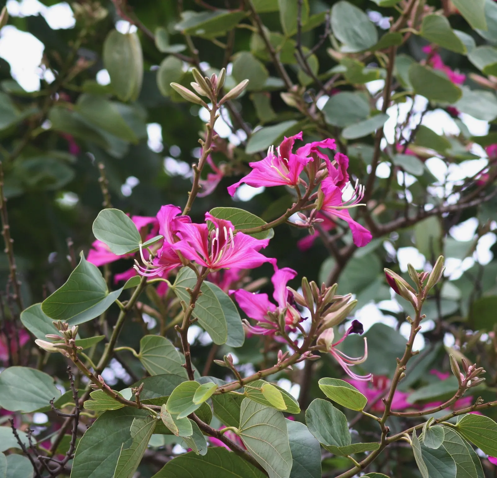 Hong Kong Orchid Tree (Bauhinia X Blakeana) — creating a vivid contrast against the grey bark.<br><br>Preferring USDA zones 9b through 11