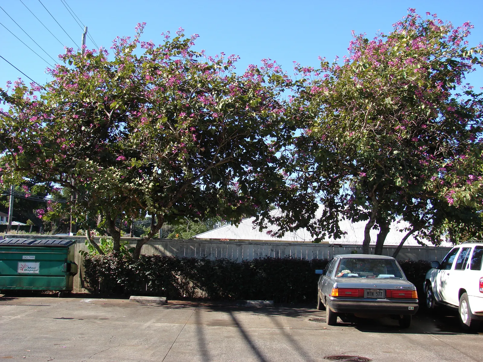 Hong Kong Orchid Tree (Bauhinia X Blakeana) — Heart-shaped leaves add a lush backdrop