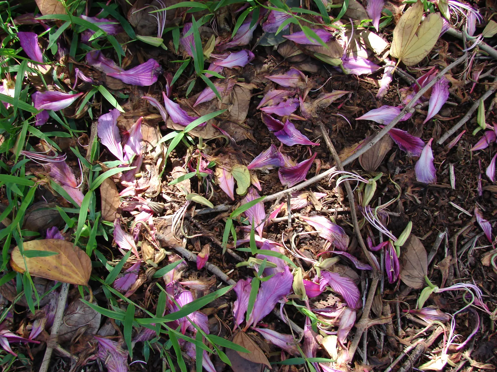 Hong Kong Orchid Tree (Bauhinia X Blakeana) — resembling the wake of a butterfly; hence; the Bauhinia x blakeana thrives in full sun to partial shade and