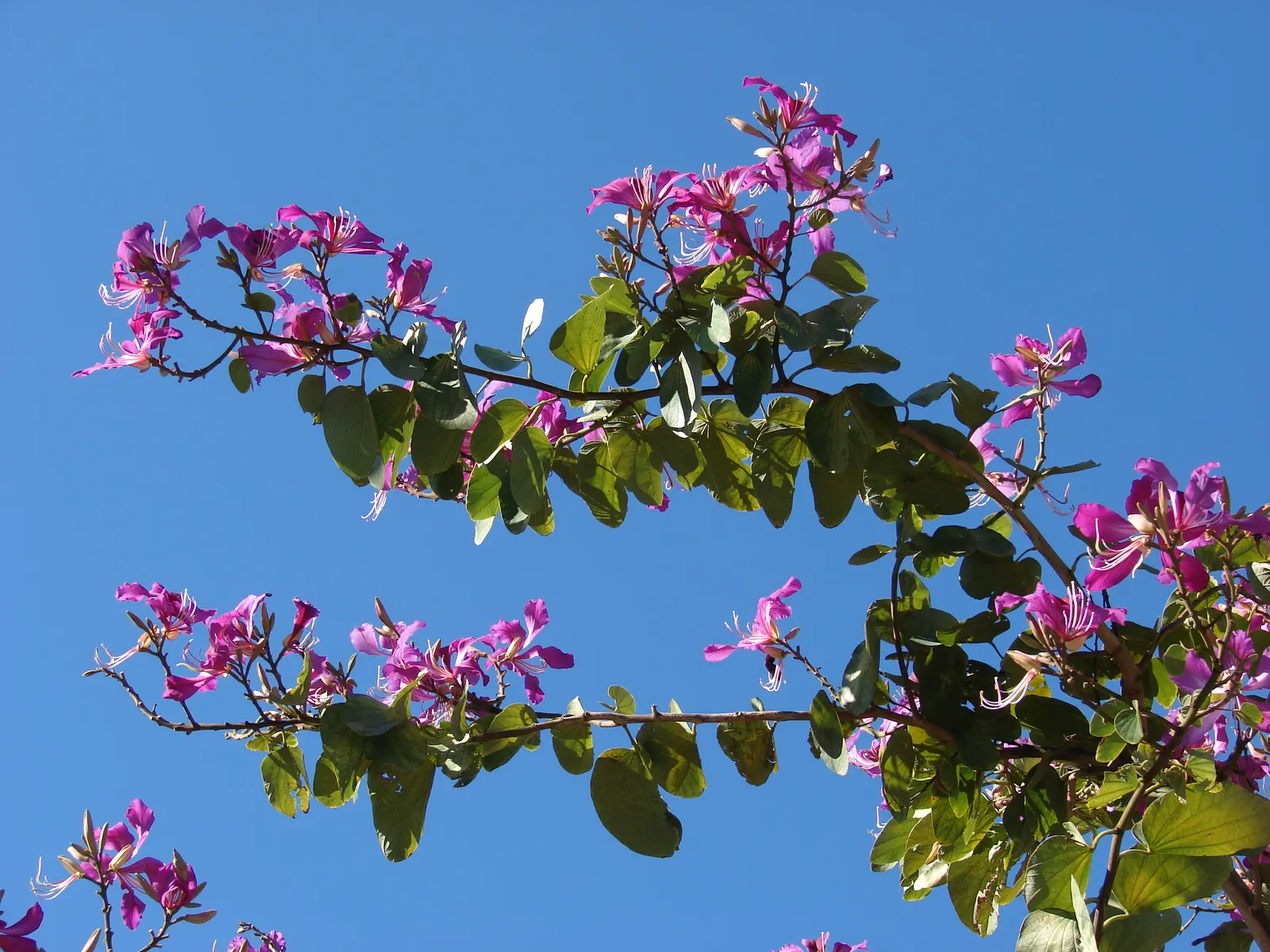 Hong Kong Orchid Tree (Bauhinia X Blakeana) — tree for full