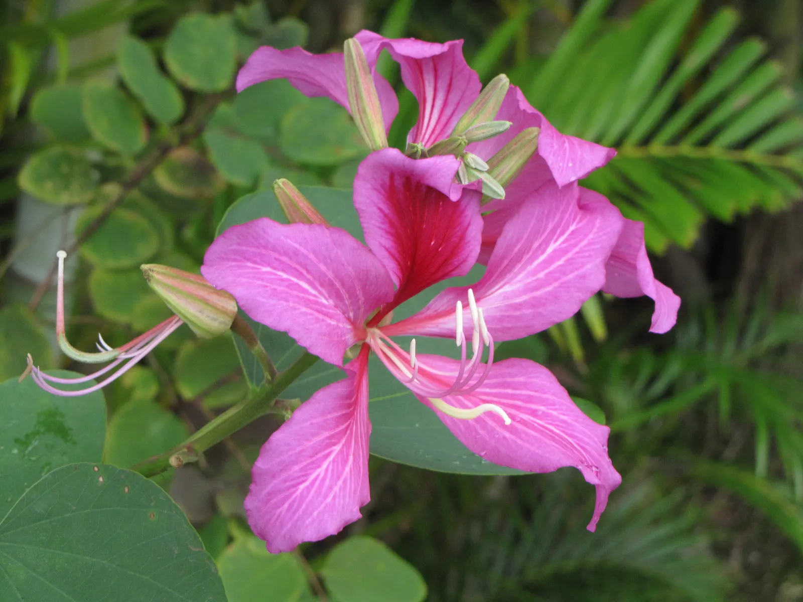 Hong Kong Orchid Tree (Bauhinia X Blakeana) — tree with pink blooms; resembling the wake of a butterfly; hence, image 114