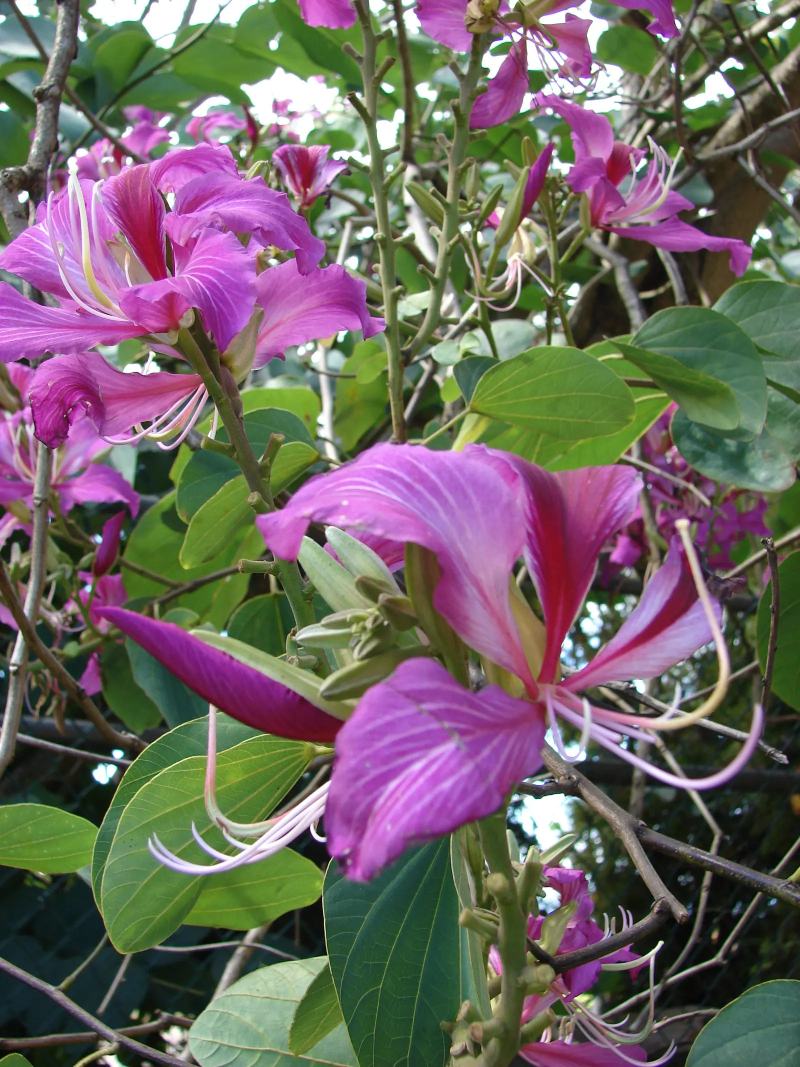 Hong Kong Orchid Tree (Bauhinia X Blakeana) — Moderate growth rate and low-maintenance requirements; ideal for accent or shade in USDA zones 9-11, image 54