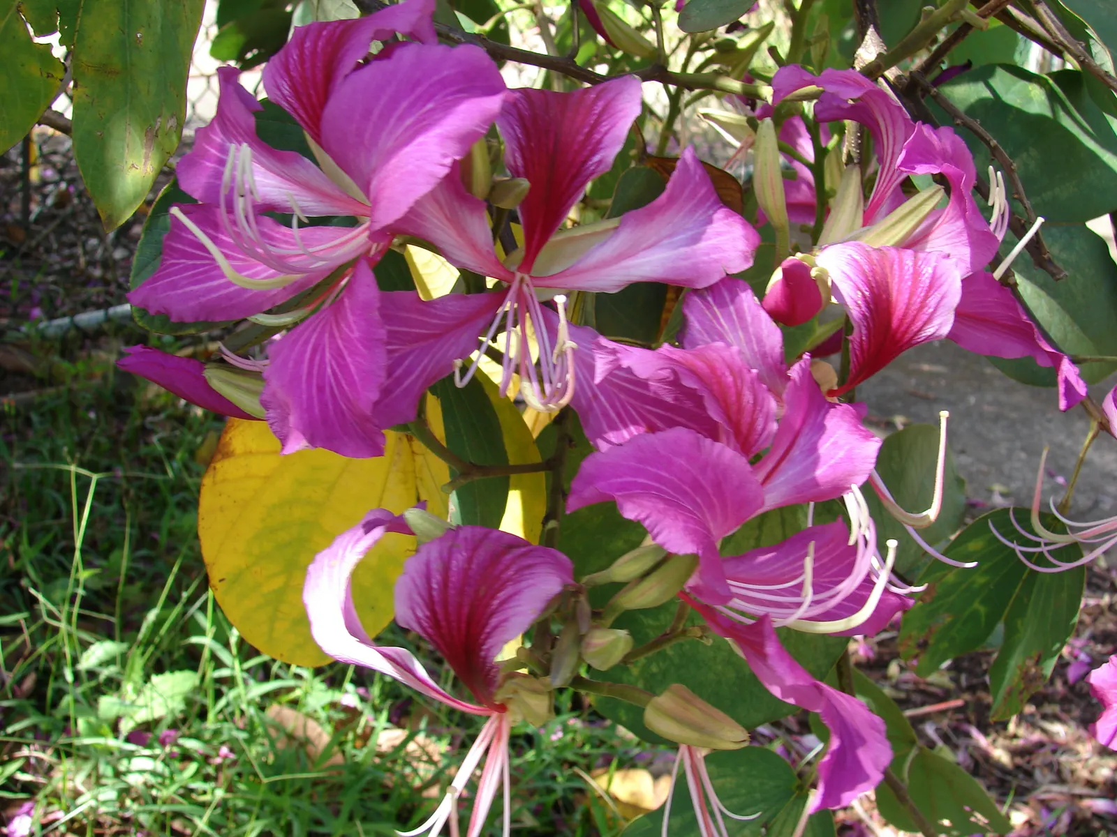 Hong Kong Orchid Tree (Bauhinia X Blakeana) — renowned for its striking purplish-pink; this hybrid is sterile and does not produce viable seeds, image 117