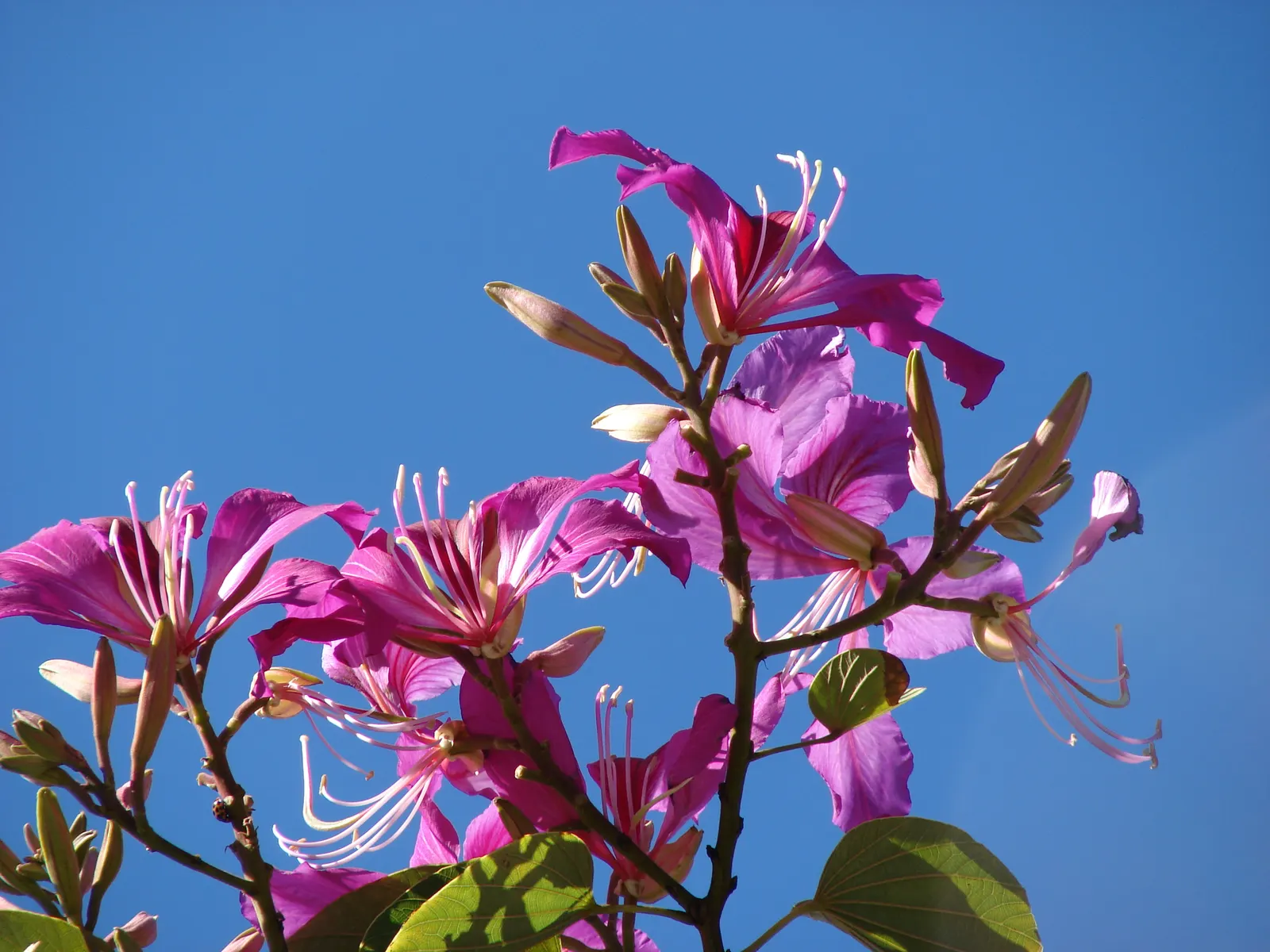 Hong Kong Orchid Tree (Bauhinia X Blakeana) — pink flowers in the garden