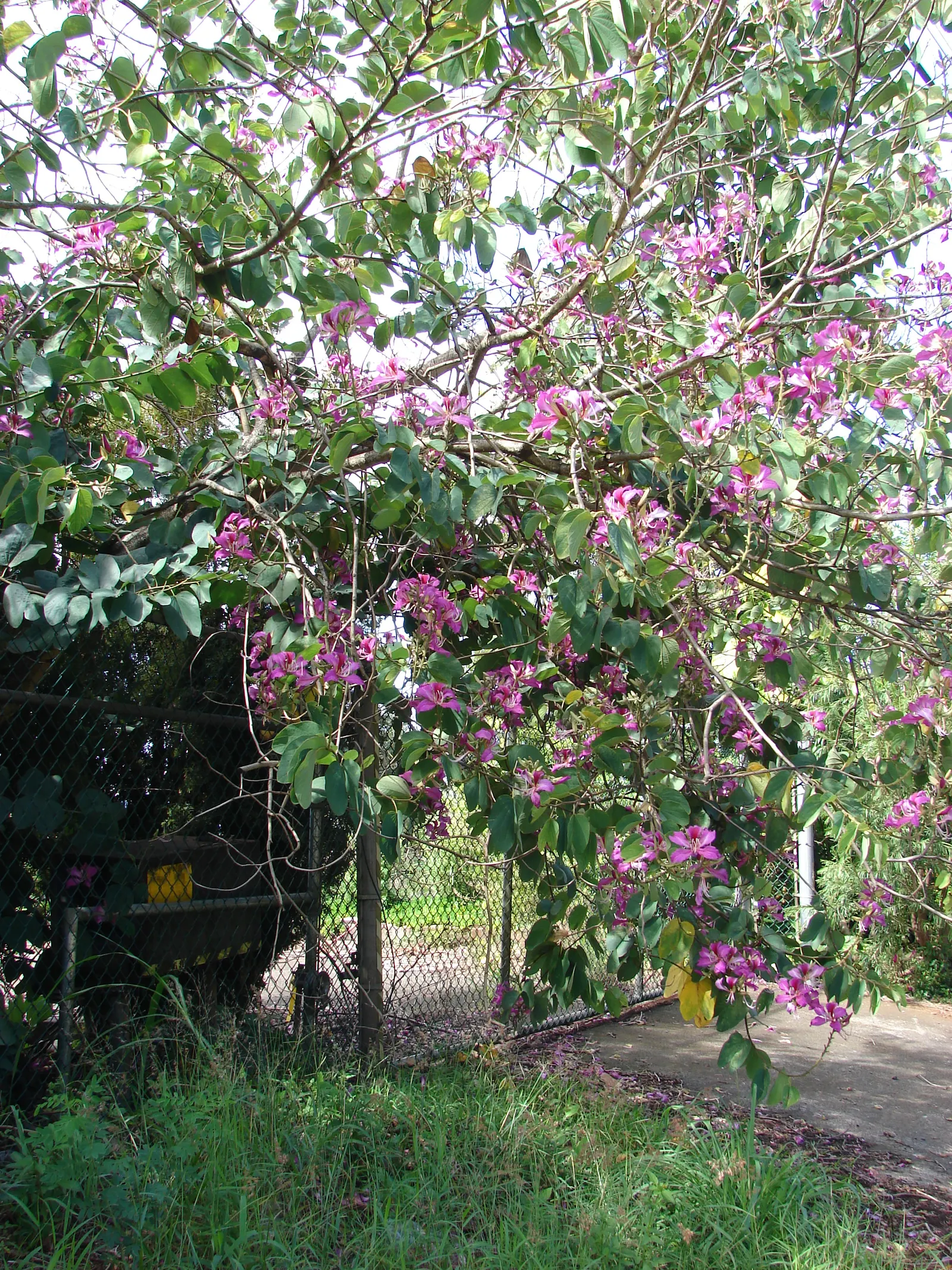 Hong Kong Orchid Tree (Bauhinia X Blakeana) — pink flowers in the garden; prefers well-drained soils and full sun to partial shade, image 90