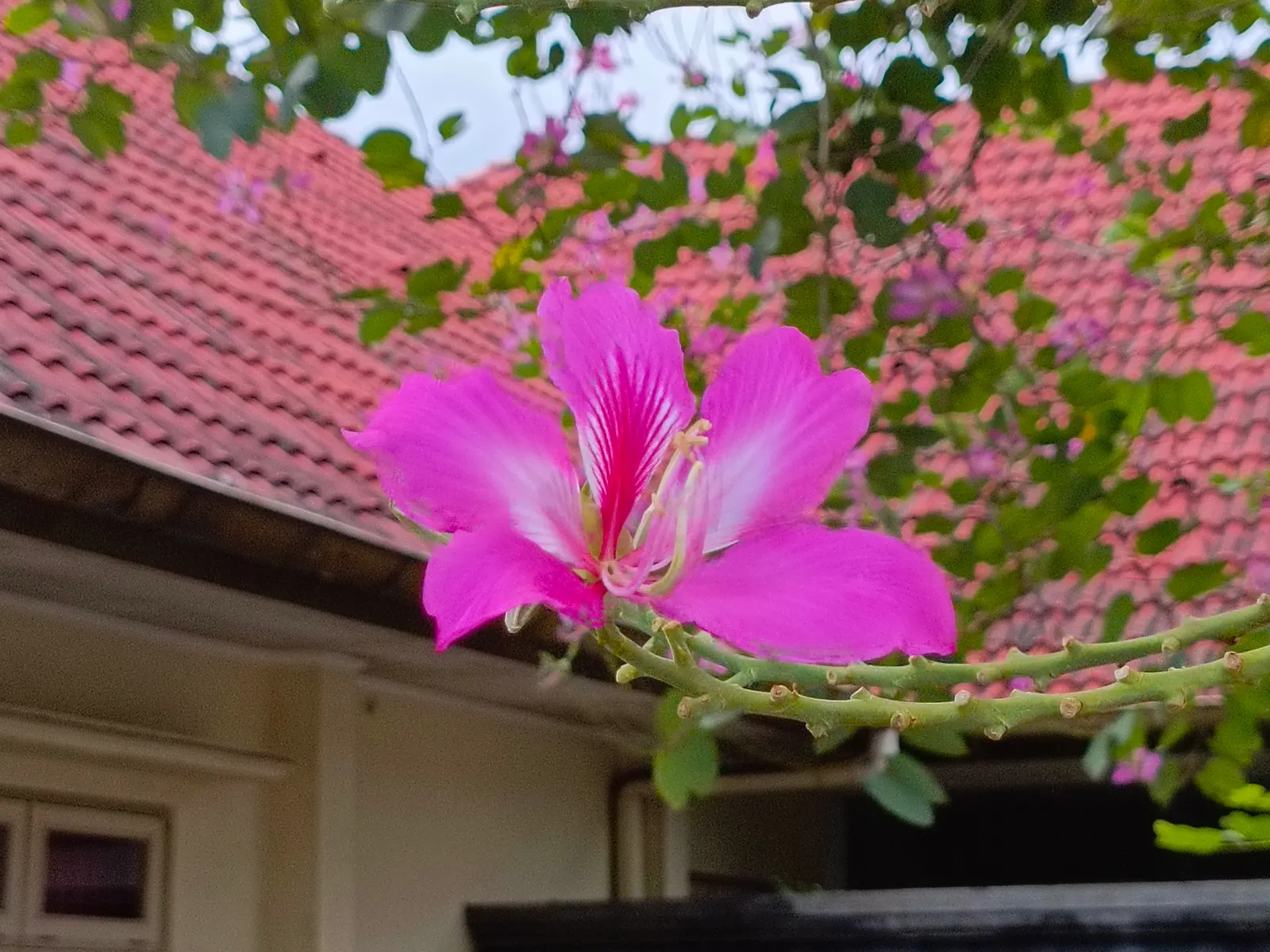 Hong Kong Orchid Tree (Bauhinia X Blakeana) — heart-shaped leaves are deep green and can grow up to 6 inches across, image 81