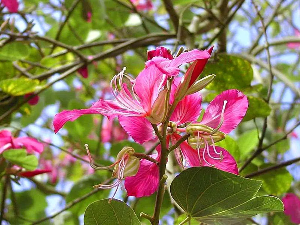 Hong Kong Orchid Tree (Bauhinia X Blakeana) — renowned for its striking purplish-pink; this hybrid is sterile and does not produce viable seeds, image 71