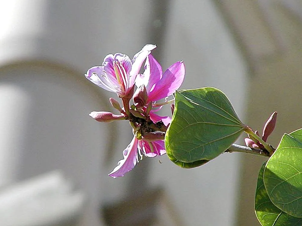Hong Kong Orchid Tree (Bauhinia X Blakeana) — orchid-like flowers that bloom from November to March; creating a vivid contrast against the grey, image 118