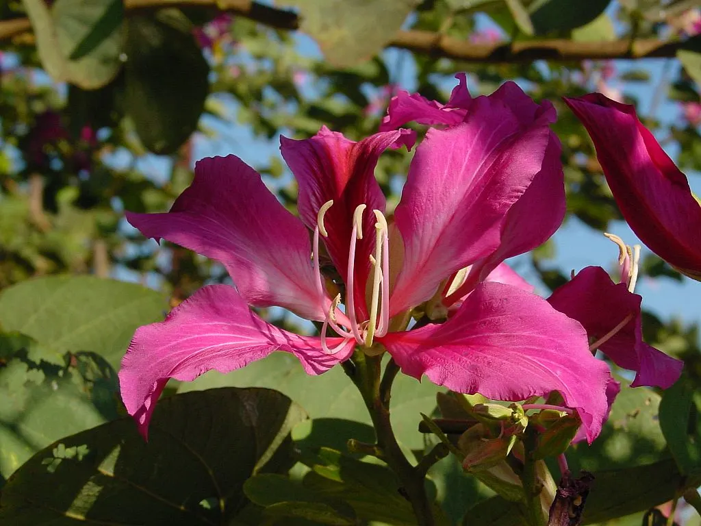 Hong Kong Orchid Tree (Bauhinia X Blakeana) — mainly to remove dead wood and maintain a clean shape.<br><br>When advising clients; tree with pink blooms