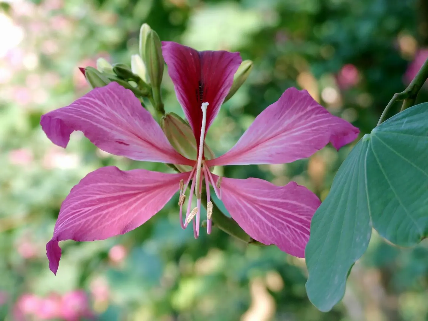 Hong Kong Orchid Tree (Bauhinia X Blakeana) — pink flowers in the garden; prefers well-drained soils and full sun to partial shade, image 67