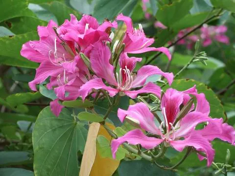 Hong Kong Orchid Tree (Bauhinia X Blakeana) — Originating from the hilly regions of Hong Kong