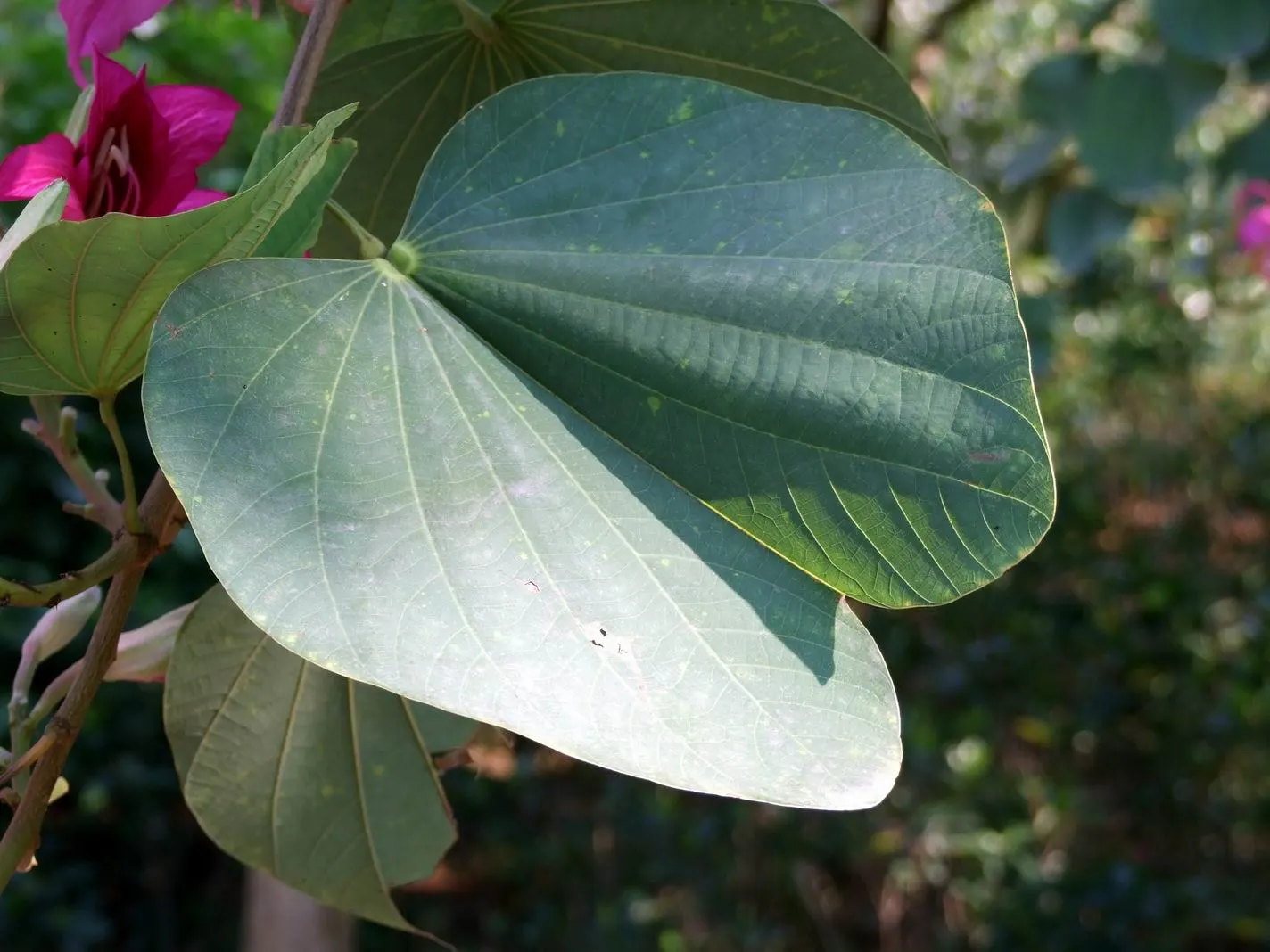 Hong Kong Orchid Tree (Bauhinia X Blakeana) — one of its common names is the 'Butterfly Tree.'<br><br>From late fall to early spring; orchid-like, image 106
