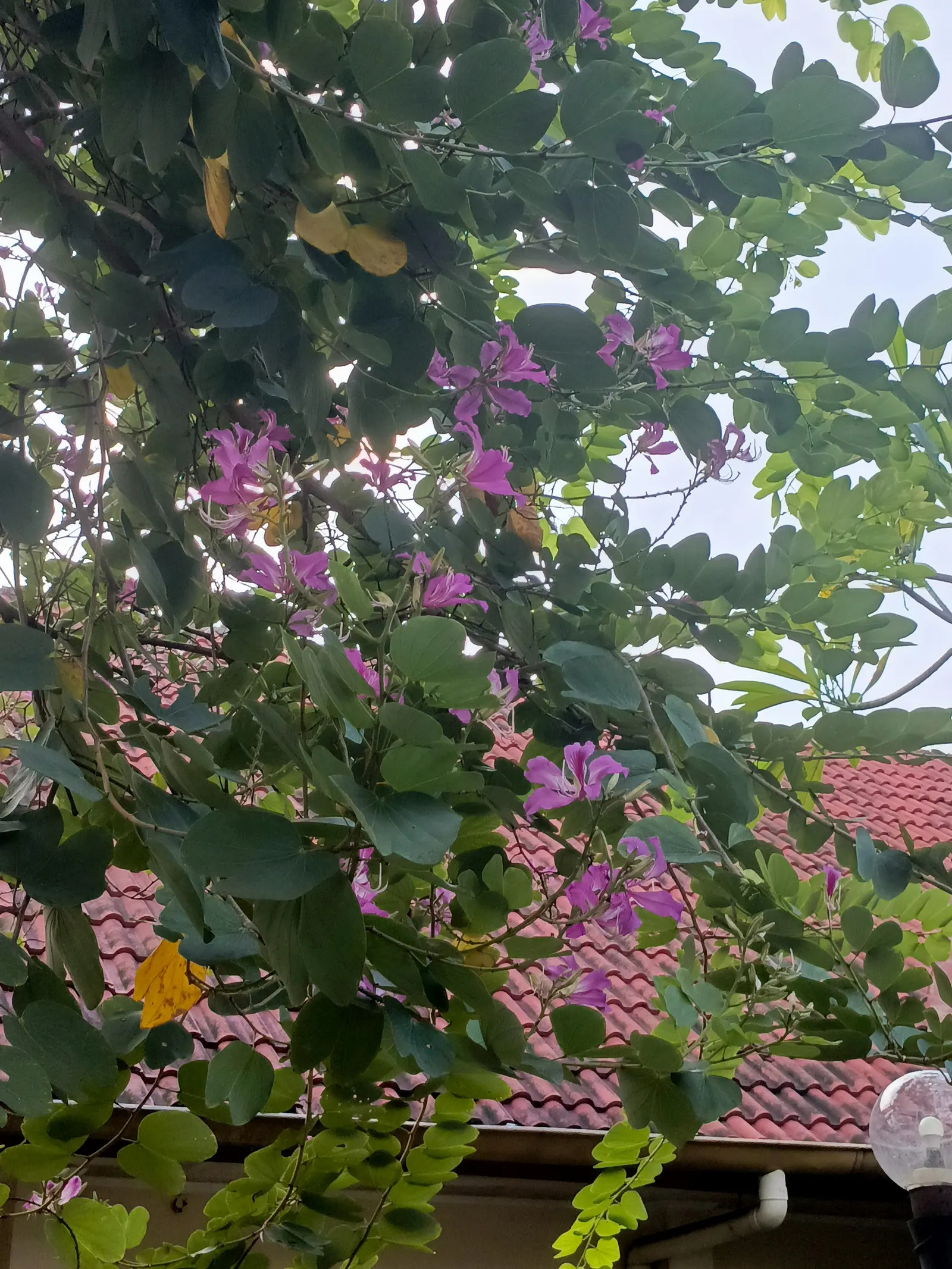 Hong Kong Orchid Tree (Bauhinia X Blakeana) — semi-deciduous tree celebrated for its splendid floral display and unique foliage; one of its common, image 55
