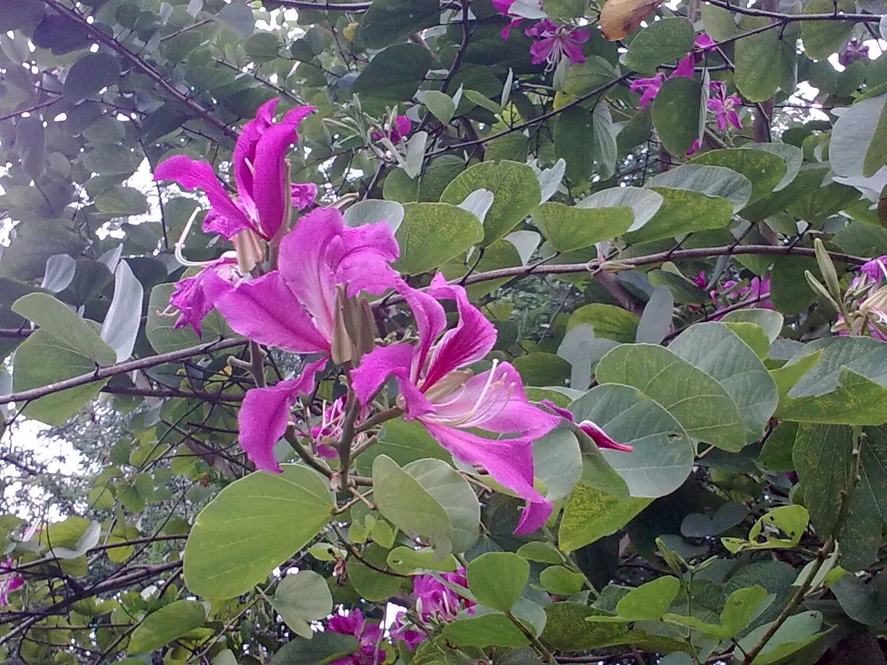 Hong Kong Orchid Tree (Bauhinia X Blakeana) — Ideal for accent or shade in USDA zones 9-11; tree for full, image 99