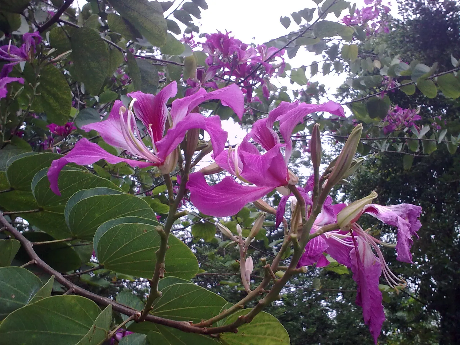 Hong Kong Orchid Tree (Bauhinia X Blakeana) — mainly to remove dead wood and maintain a clean shape.<br><br>When advising clients; tree with pink, image 89