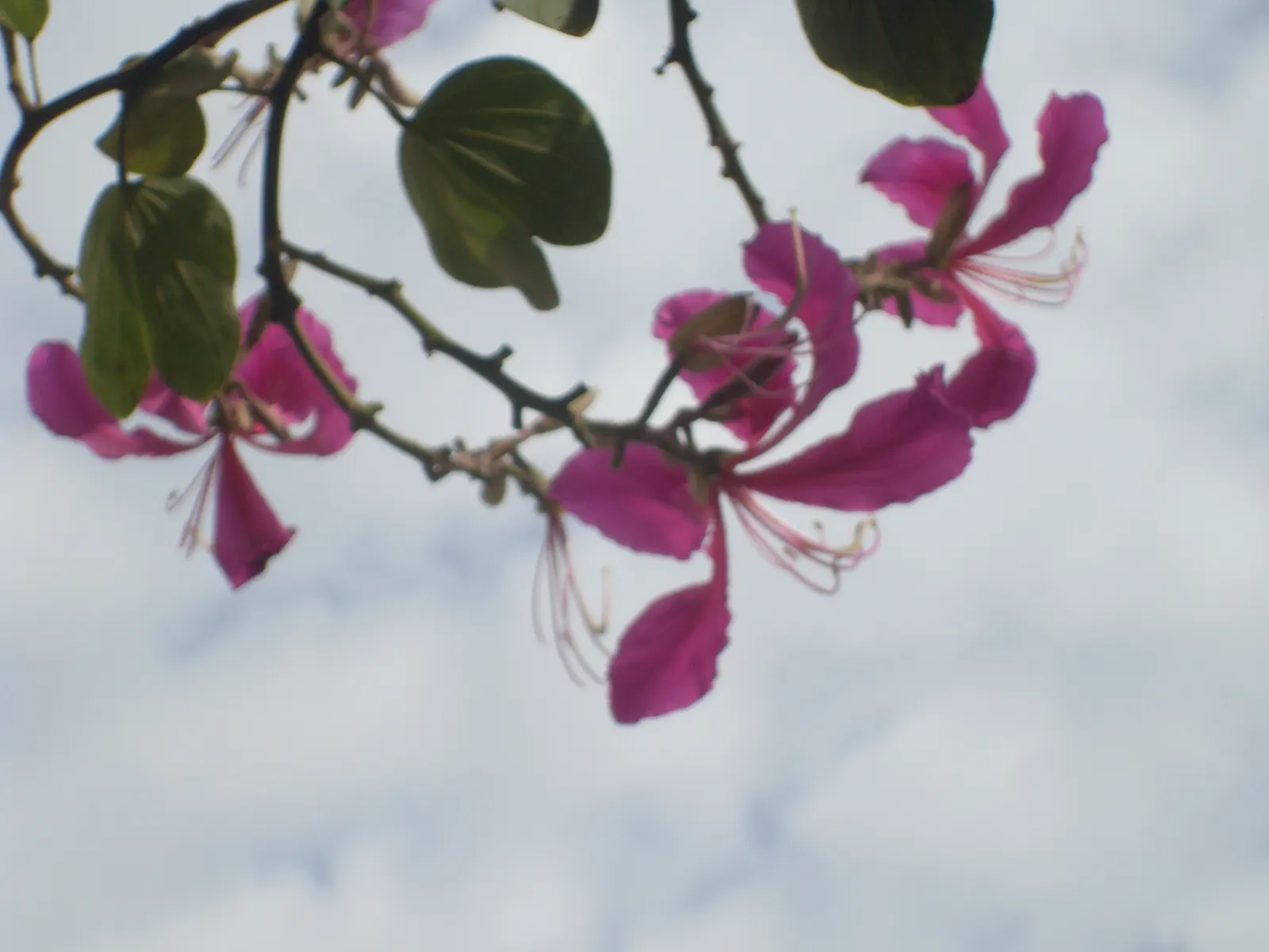 Hong Kong Orchid Tree (Bauhinia X Blakeana) — the Bauhinia x blakeana thrives in full sun to partial shade and demands well-drained soil, image 65