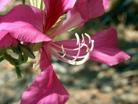 Hong Kong Orchid Tree (Bauhinia X Blakeana) — The Hong Kong Orchid Tree (Bauhinia x blakeana) is a sterile hybrid; this deciduous tree typically reaches 20 to