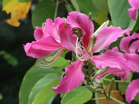 Hong Kong Orchid Tree (Bauhinia X Blakeana) — the Bauhinia x blakeana thrives in full sun to partial shade and demands well-drained soil conditions