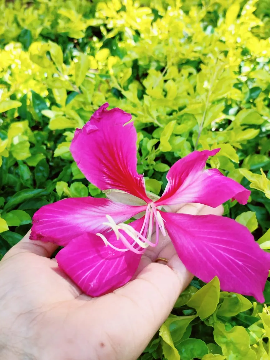 Hong Kong Orchid Tree (Bauhinia X Blakeana) — Moderate growth rate and low-maintenance requirements; ideal for accent or shade in USDA zones 9-11, image 77