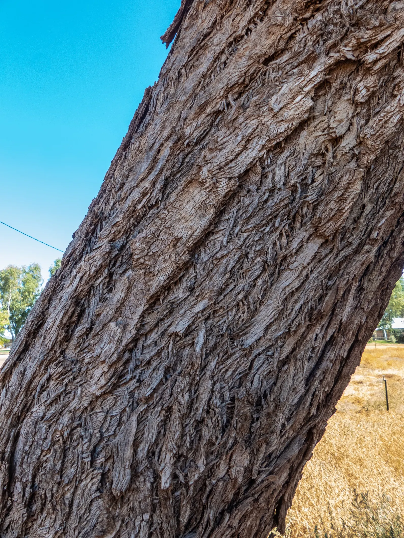 Coolibah (Eucalyptus Microtheca) — scientifically named Eucalyptus microtheca