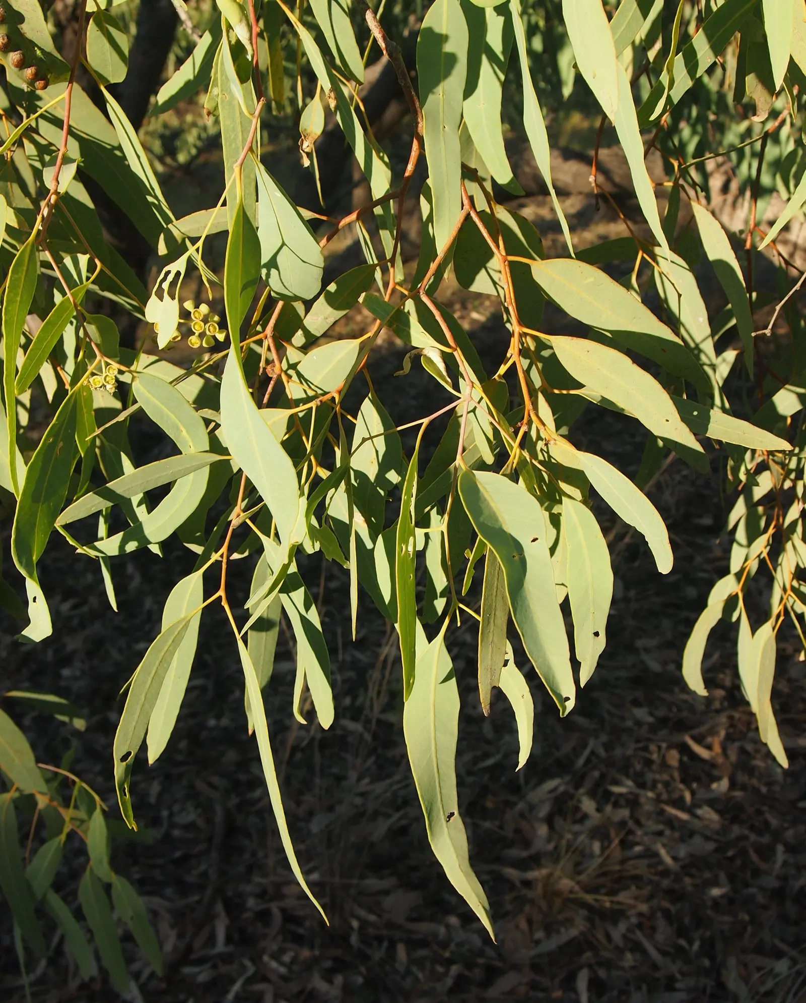 Coolibah (Eucalyptus Microtheca) — offering ecological benefits as well as aesthetic charm.<br><br>Ideally suited to USDA hardiness zones 9 to 11