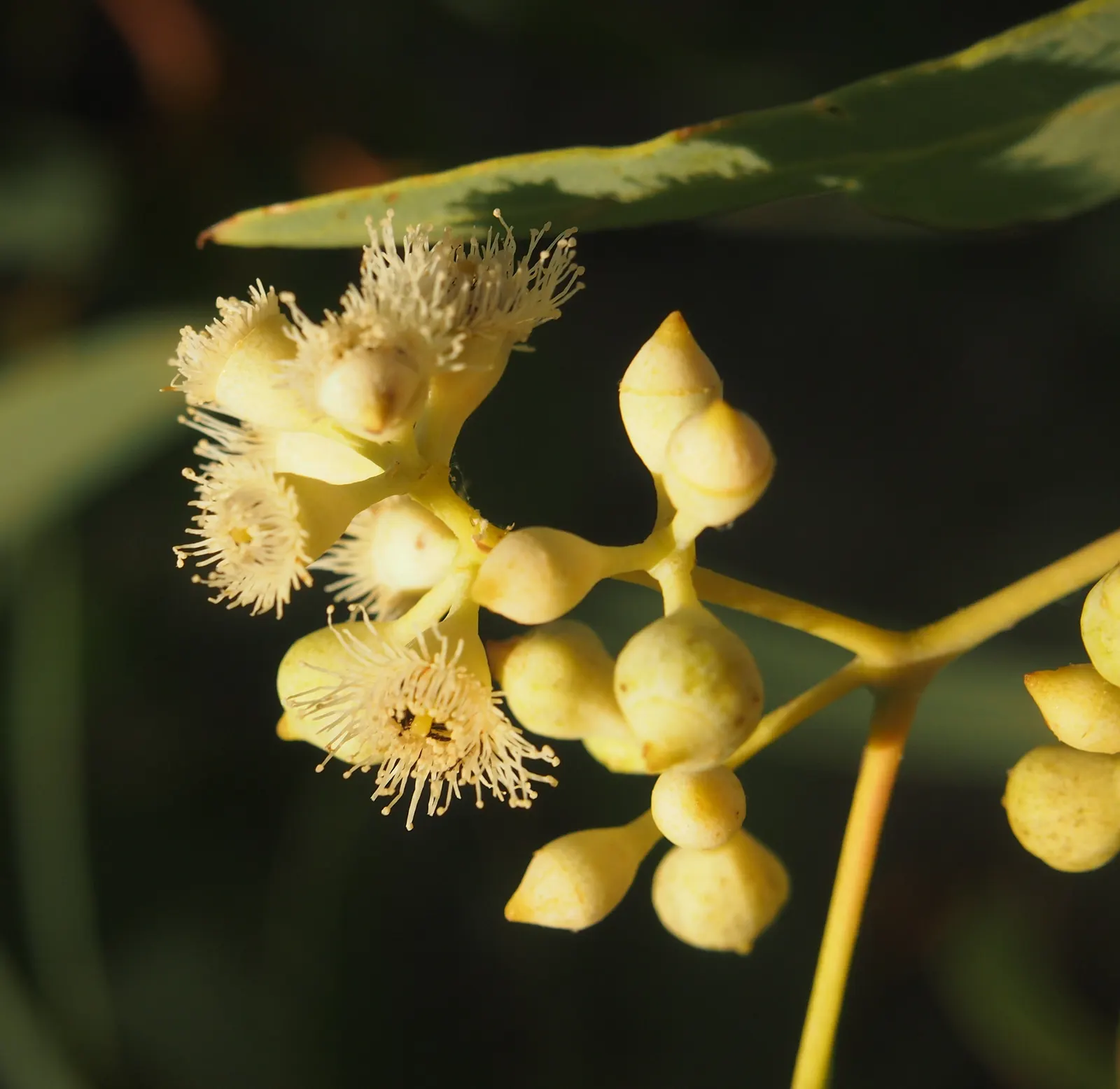 Coolibah (Eucalyptus Microtheca) — The leaves of Eucalyptus microtheca are a muted green