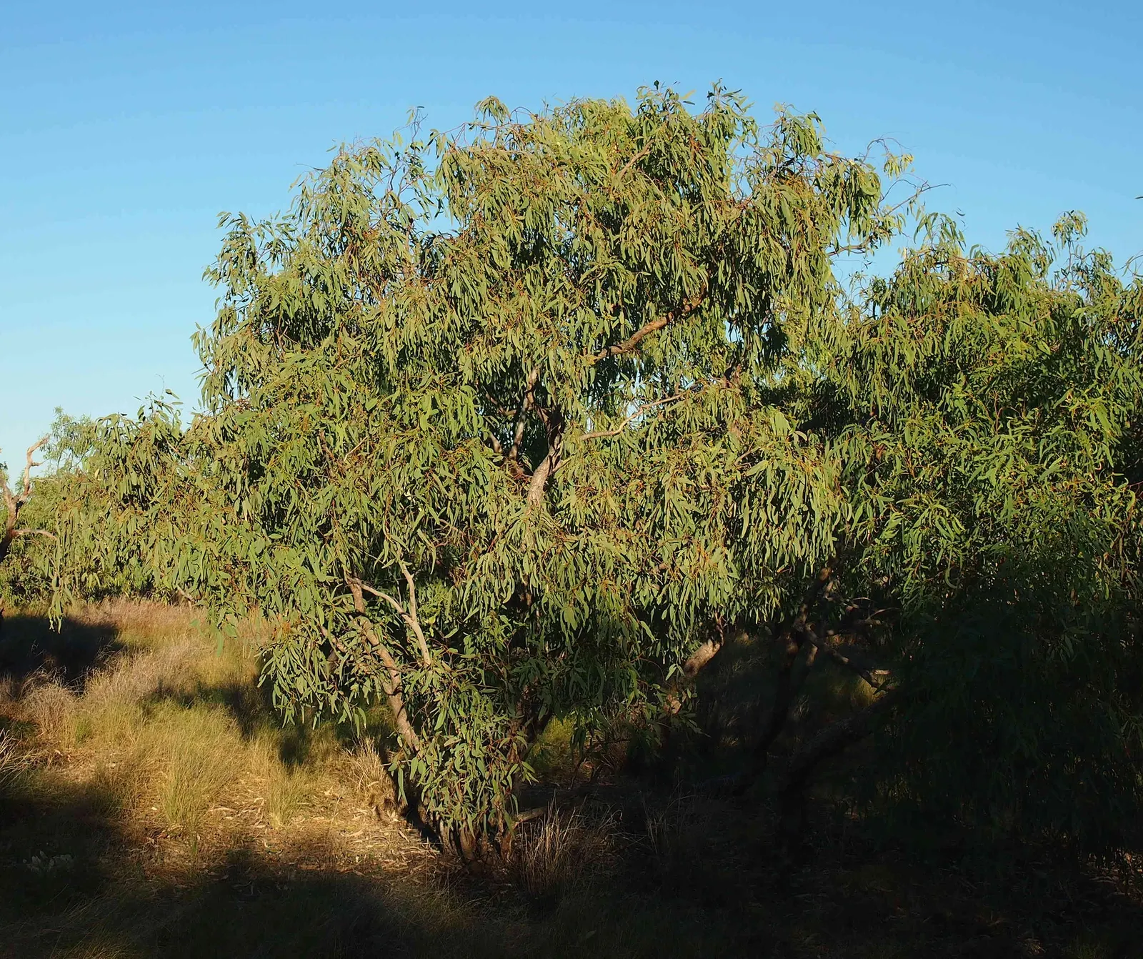 Coolibah (Eucalyptus Microtheca) — typically ranging from 30 to 50 ft in height with a spread of 20 to 30 ft