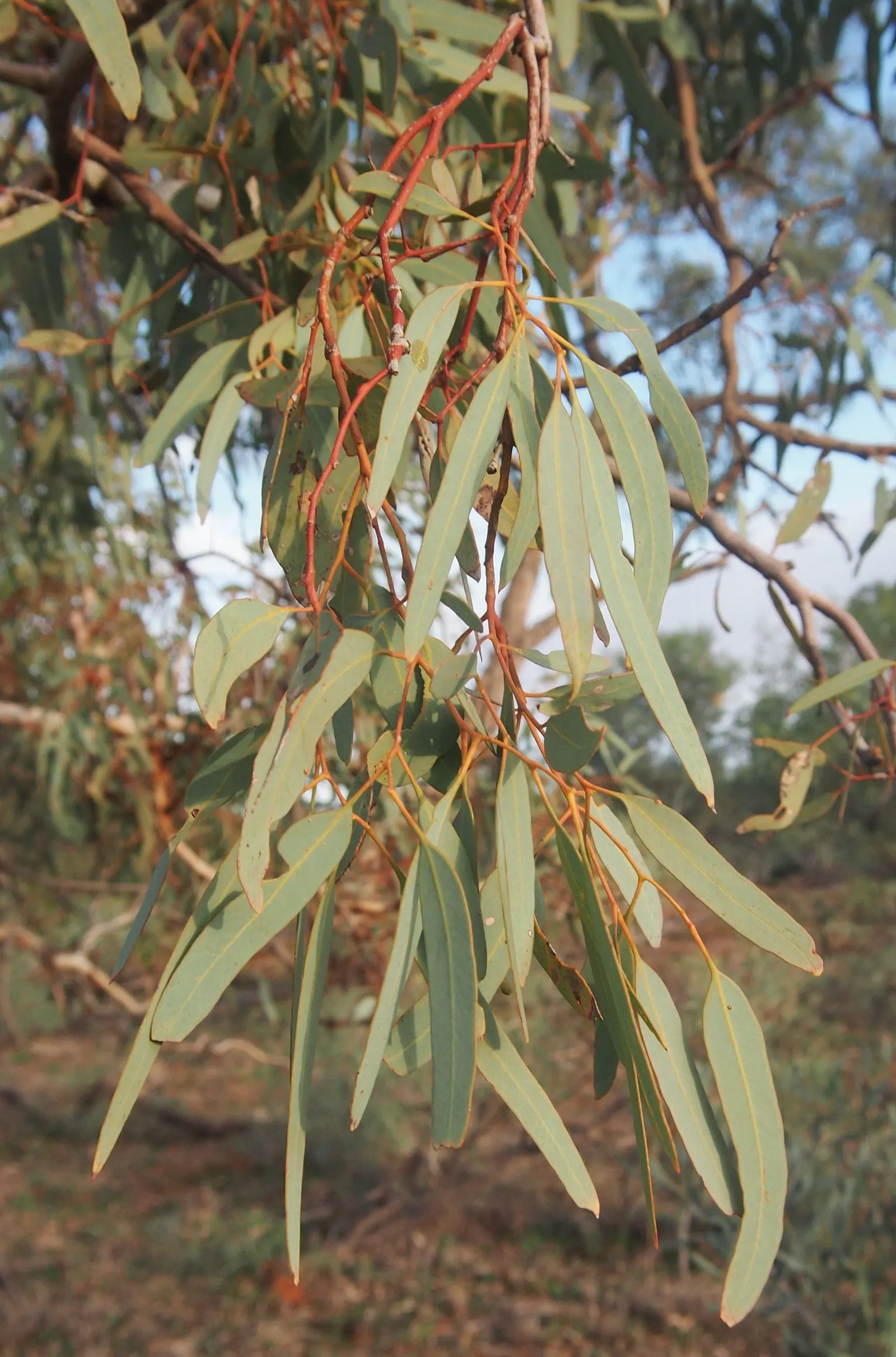 Coolibah (Eucalyptus Microtheca) — providing a subtle highlight against the foliage from late winter into spring