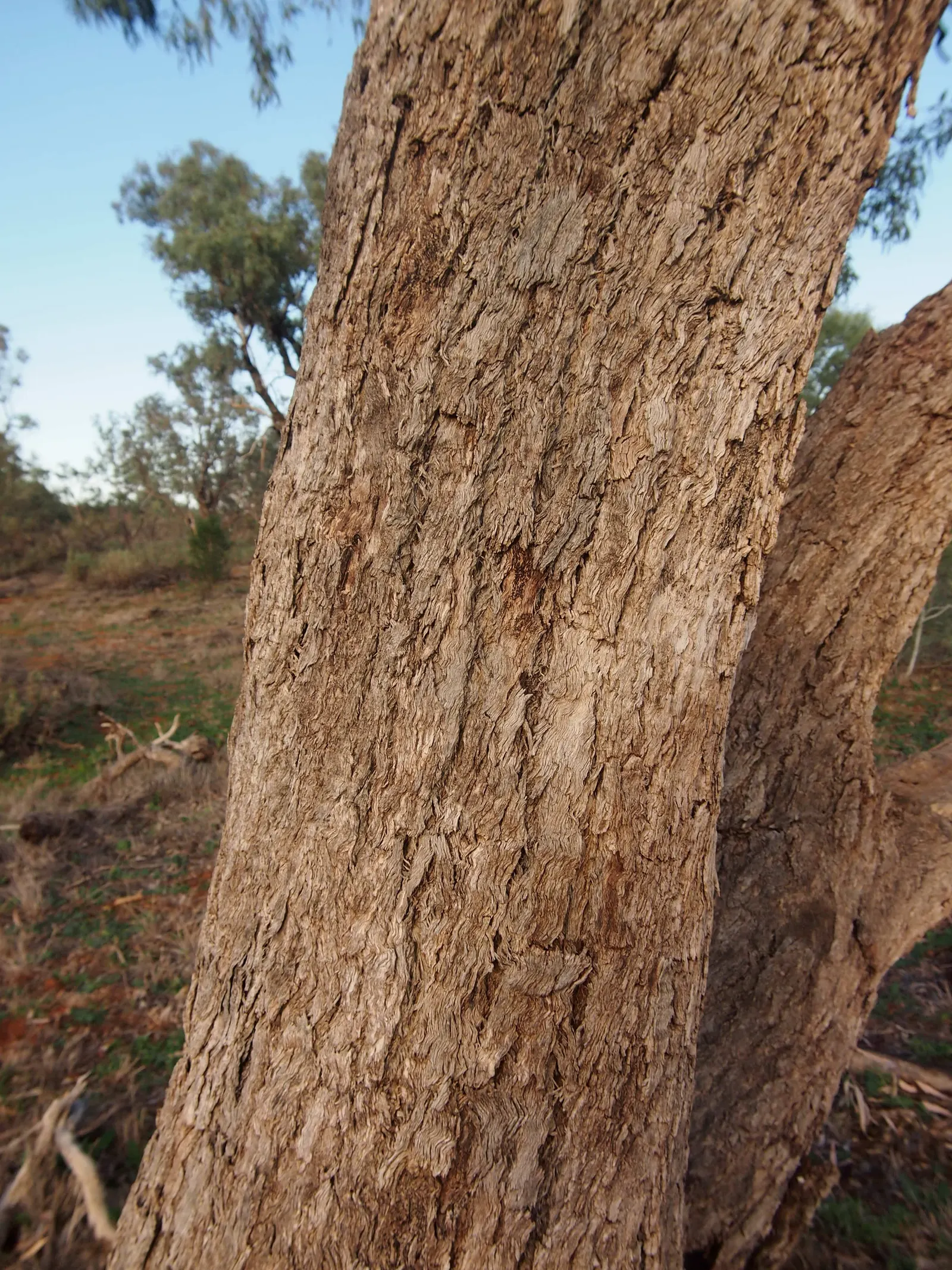 Coolibah (Eucalyptus Microtheca) — peeling off in irregular sheets to reveal a smooth