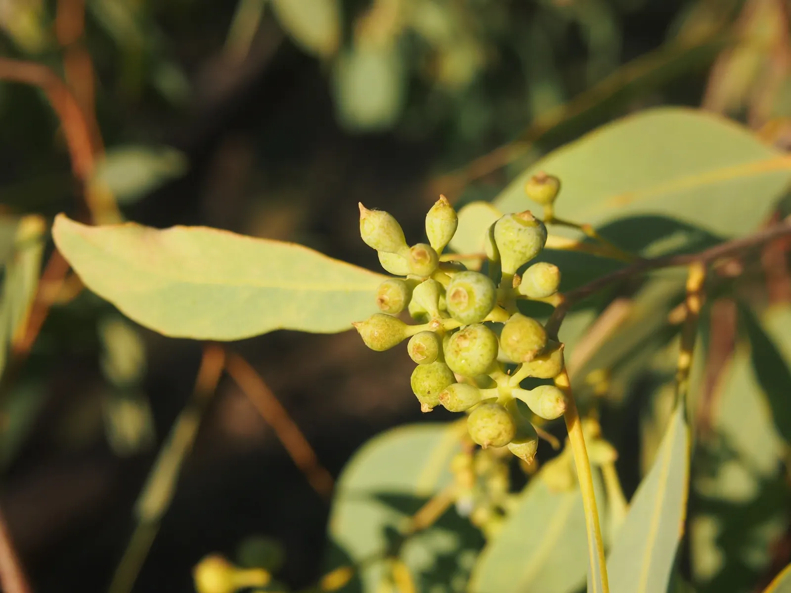 Coolibah (Eucalyptus Microtheca) — These blossoms attract a variety of pollinators