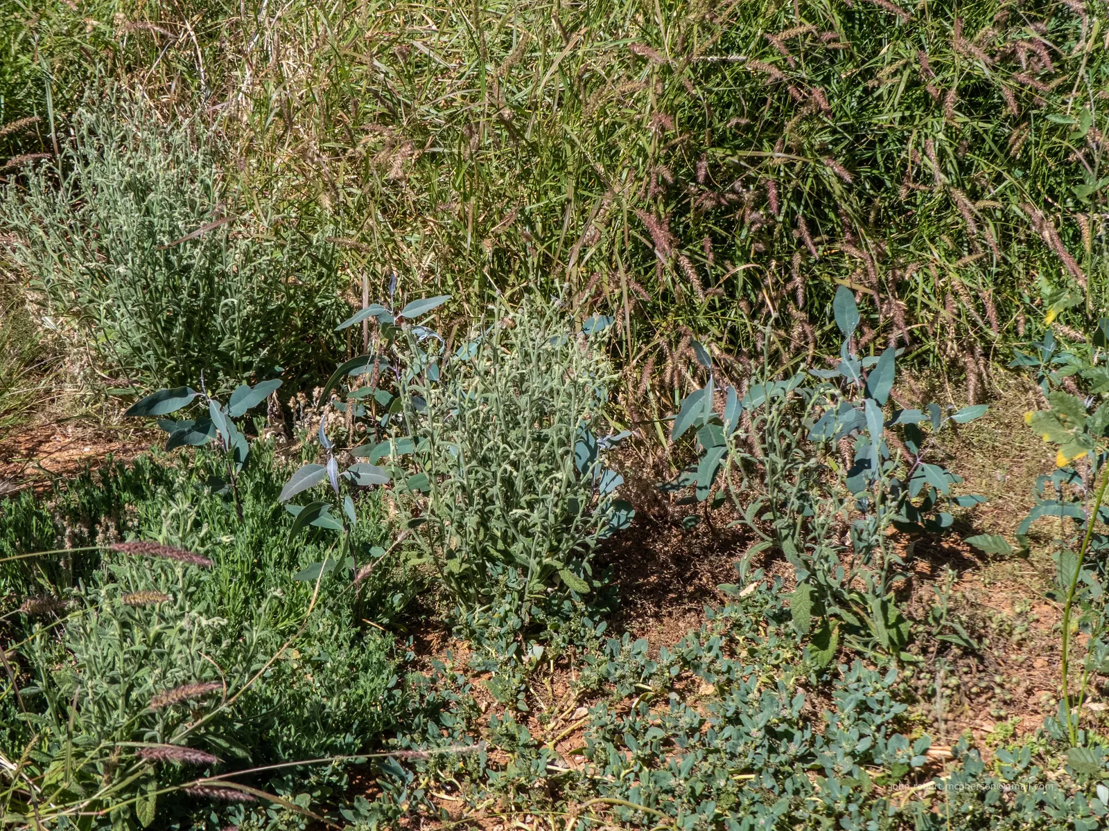 Coolibah (Eucalyptus Microtheca) — The Coolibah (Eucalyptus microtheca) is a resilient Australian native tree