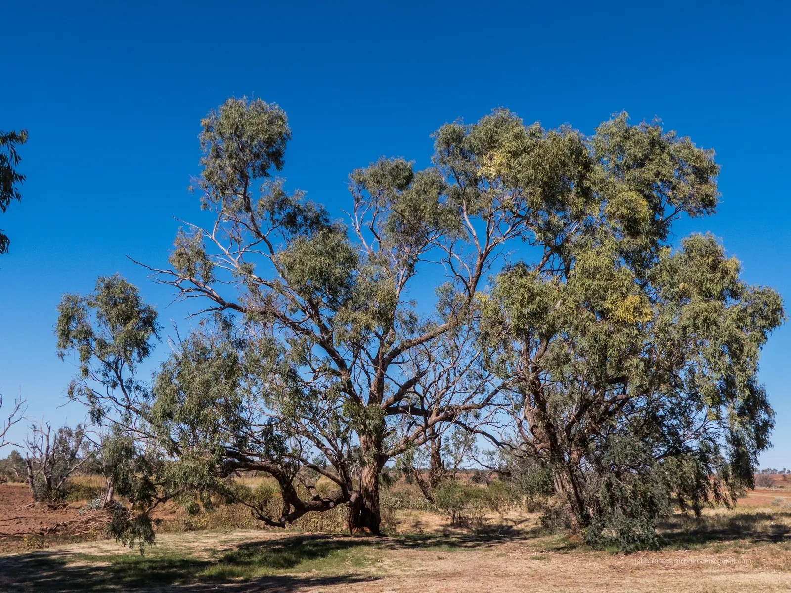 Coolibah (Eucalyptus Microtheca) — gray-green bark and dense crown of bluish-green leaves