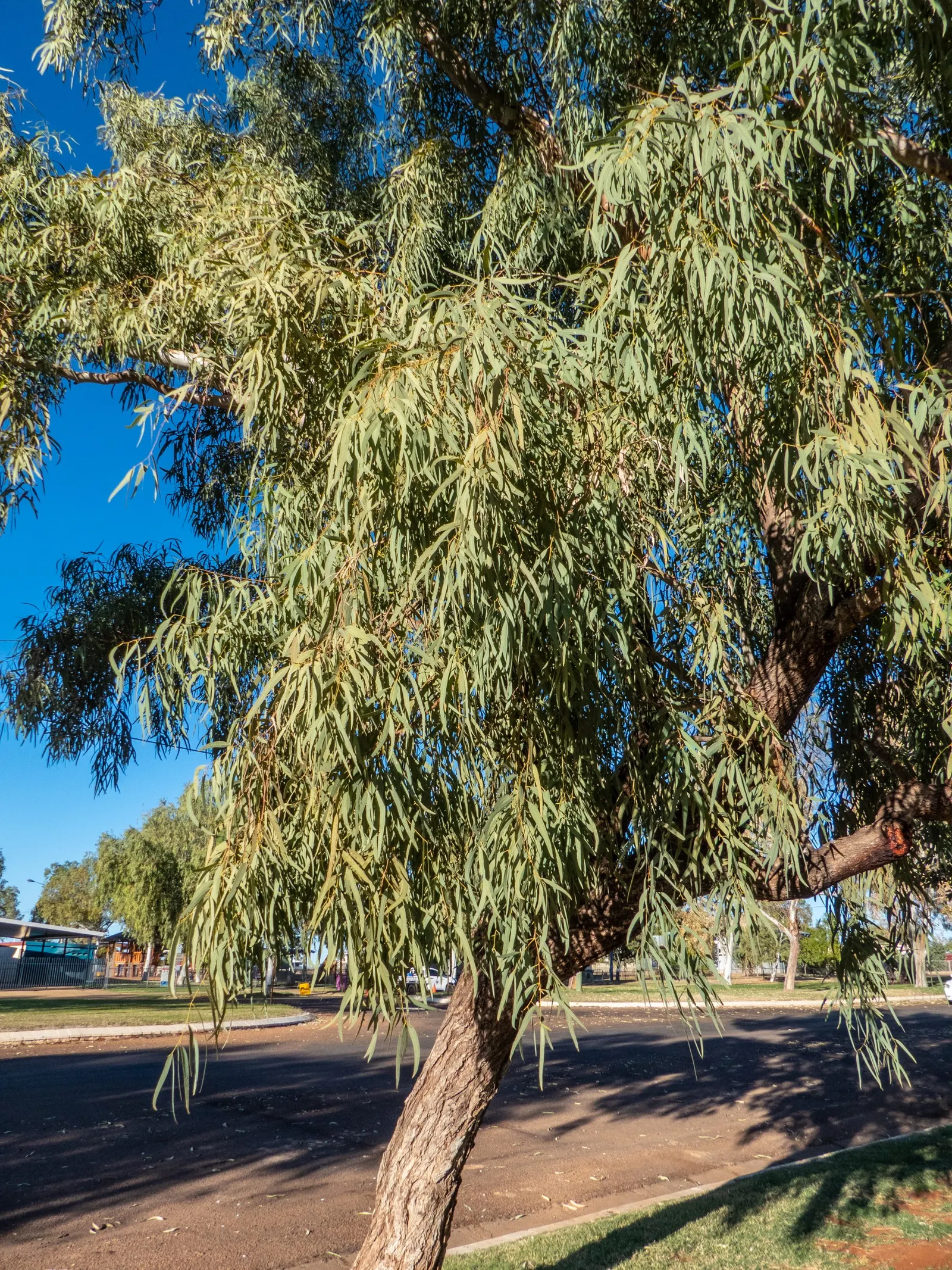 Coolibah (Eucalyptus Microtheca) — and it provides habitat for local fauna with its nectar-rich flowers