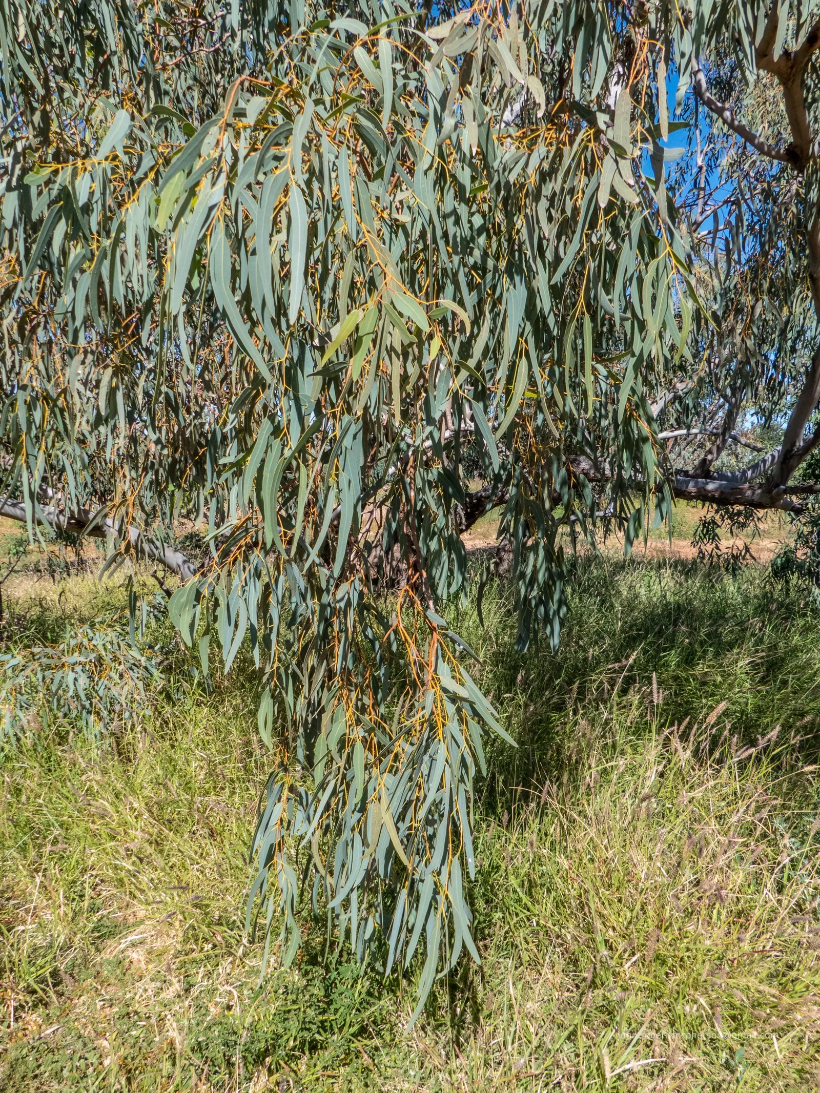 Coolibah (Eucalyptus Microtheca) — it thrives in zones 9-11 and requires full sun