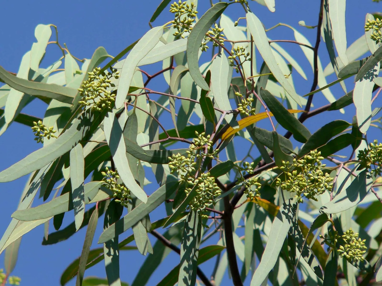 Coolibah (Eucalyptus Microtheca) — Its bark is notably flaky