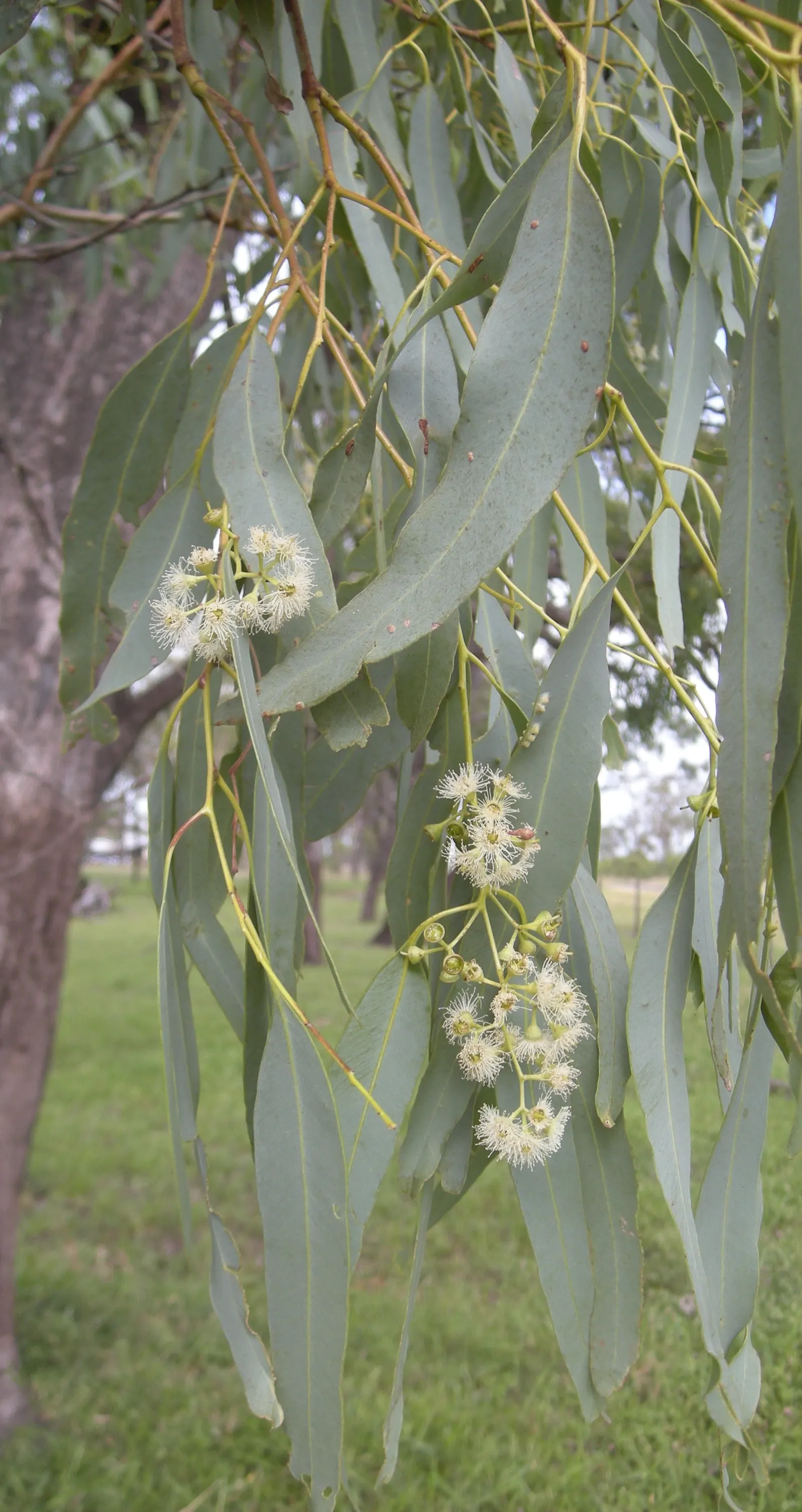 Coolibah (Eucalyptus Microtheca) — the Coolibah presents a majestic yet manageable profile