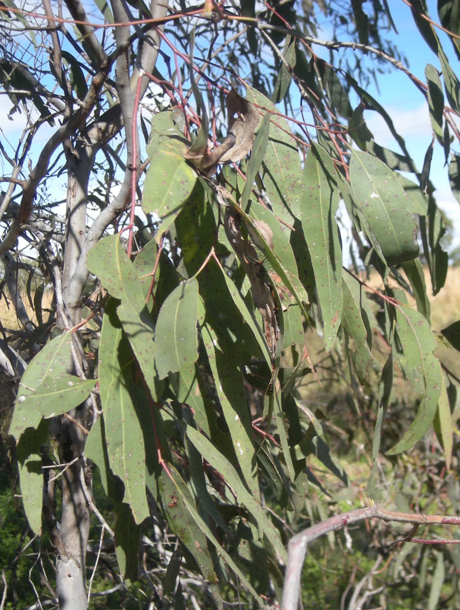 Coolibah (Eucalyptus Microtheca) — This species is known for its unique ability to withstand periods of drought and flooding