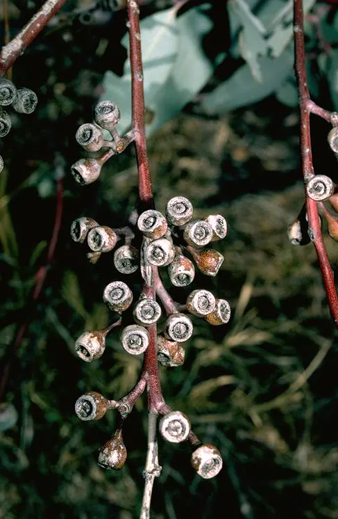 Coolibah (Eucalyptus Microtheca) — native to the floodplains and riversides of Australia